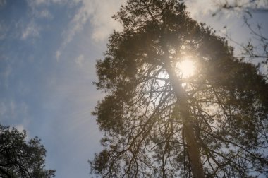 Parlak güneş ışığı ağaçların arasından doğuyor. Kalın gövdeli bir çam ağacının altından bak. Gökyüzünün arka planında ağaç dalları ve bulutlar. Güneş ışınları ağaçların yoğun gölgesini delip geçer.