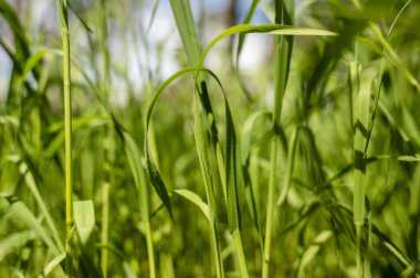 Baharda yeşil çimlere yakın çekim. Uzun otların deseni. arka plan ışıklandırması. Yüksek kalite fotoğraf