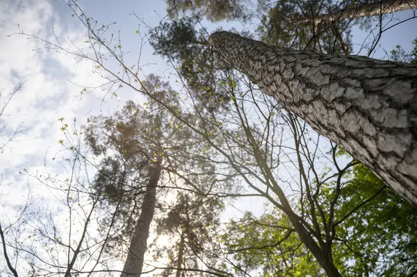Bahar ormanlarındaki ağaçların çeşitli taç giyme şekilleri güneşli mavi gökyüzüne karşı. Ağaçların alt manzarası. Yüksek kalite fotoğraf