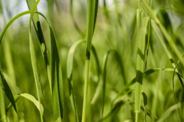 Baharda yeşil çimlere yakın çekim. Uzun otların deseni. arka plan ışıklandırması. Saf yeşil renk. Yüksek kalite fotoğraf