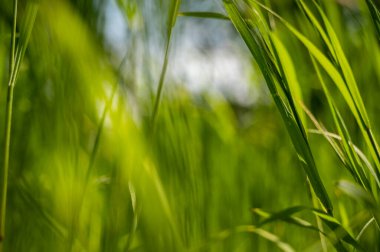 Güneş ışınlarında yeşil, uzun çimenler. Gökyüzüne karşı yeşil, uzun çimenlerin yakın plan, bulanık arka plan. Saf yeşil renk. Metin için boşluk, yüksek kaliteli fotoğraf
