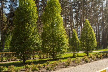 Açık bir günde şehir parkındaki çeşitli ağaçların sokakları. Parktaki patika ve genç ağaçlar, arka planda çam ağaçları ve evler.