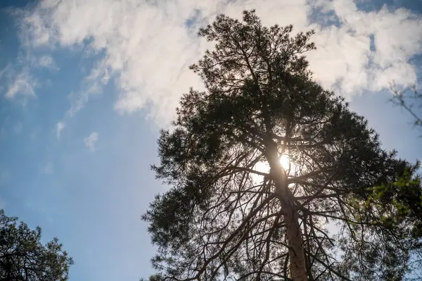 Parlak güneş ışığında uzun çam ağacı. Güneş ışınları çam ağacı dallarını delip geçer. Kalın gövdeli bir çam ağacının altından bak. Ağaç dalları gökyüzüne karşı bulutlarla. Gizem, sükunet