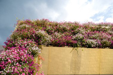 Gökyüzüne karşı çiçek arkaplanı. Altın bir çiçek tarhında pembe ve beyaz petunyalar. Gökyüzüne karşı büyük bir çiçek kemeri, altın bir üste..