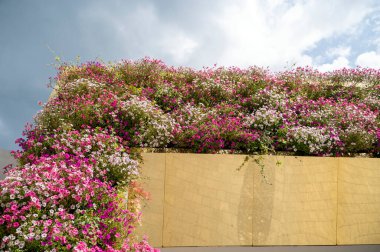 Gökyüzüne karşı çiçek arkaplanı. Altın desenli çiçek tarhında pembe ve beyaz petunyalar. Bahçede pembe bir çiçek var. Yüksek kalite fotoğraf