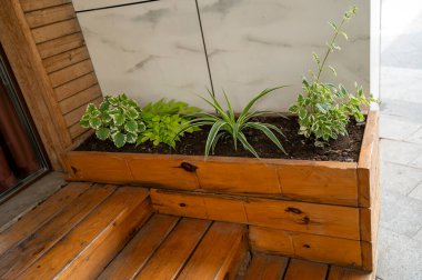 Evin avlusunda, dikdörtgen ahşap bir saksıda yeşil bitkilerle dekoratif kompozisyon. Şehir bahçesinde bitki yetiştiriyor. Ev bahçesi