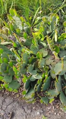 Yazın dikenli dikenli armut kaktüsünün yakın çekimi. Parlak yeşil genç bir kaktüsün üzerinde filizleniyor. Üst Manzara. Yüksek kalite 4k görüntü