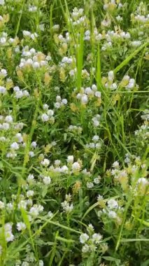 Yeşil bir çim ve yonca tarlası manzarası. Yonca soluk mor renktedir. Güneşli bir günde çimenler rüzgarla savrulur. Çiçekler yeşil çimenler papatya yaz bahçesi doğa