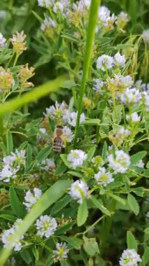 Yeşil çimen tarlası ve çiçek açan yonca manzarası, çiçeğin etrafında uçuşan arı. Yonca soluk mor renkte, arı bal topluyor. Çimenler güneşli bir günde rüzgarla savrulur..