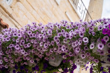 Petunya dışarıda çiçek açıyor, çiçekler evin etrafında asılı duruyor. Ahşap duvarda asılı çiçek saksıları. Asılı bir sepette mor ve pembe petunyalar. Parlak kalibreli çiçek saksıları.