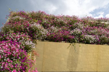 Gökyüzüne karşı çiçek arkaplanı. Altın bir çiçek tarhında parlak pembe ve beyaz petunyalar. Gökyüzüne karşı büyük bir çiçek kemeri, altın bir üste..