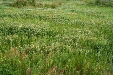 Çimen çiçeğinin arka plan tarlası. Tarlada yeşil çimenler, park, şehrin dışında. Vahşi çiçekler açıyor. Tarla yoncası çiçek açıyor.. 