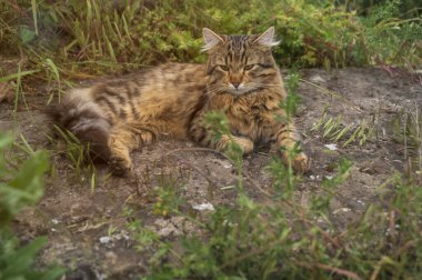 Çizgili bir kahverengi sokak kedisi bir kayanın üzerinde dinleniyor. Sokakta çizgili kahverengi bir kedi. Bahçedeki çimlerin ortasındaki bir kayanın üzerinde bir kedi yatıyor. Yüksek kalite fotoğraf