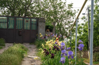 Bahçe kapısı güzel çiçekler ve bitkilerle çevrili. Kapıya giden toprak yolu olan kırsal alan. Yol boyunca parlak irisler açar. Köpek, Çoban kapıdan dışarı bakıyor. Yüksek kalite fotoğraf
