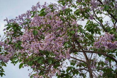 İlkbaharda sarı arka planı olan leylak rengi Paulownia çiçeği, Prenses Ağacı, Yüksükotu Ağacı, Çin İmparatoriçe Ağacı, Kraliyet Paulownia. Mavi bulutsuz gökyüzünün arkaplanına karşı