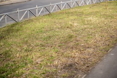 Şehrin yol kenarında sarı ve yeşil çimenler var. Şehirdeki çevre ve ekoloji kavramı. Çimenli ve alçak çitli çiçek tarhı.