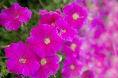 Parlak pembe çiçeklerin arka planı, petunya. Pembe çiçekler, yaprakların yeşil arka planında. Yakın plan, bulanık, yumuşak odaklı. Mesaj için yer var. Yukarıdan çiçek görüntüsü.