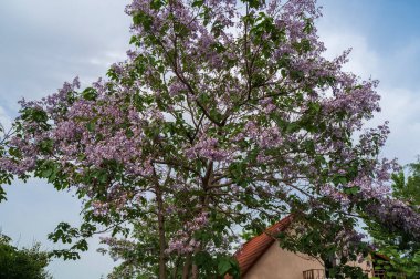 İlkbaharda sarı arka planı olan leylak rengi Paulownia çiçeği, Prenses Ağacı, Yüksükotu Ağacı, Çin İmparatoriçe Ağacı, Kraliyet Paulownia. Parlak turuncu kiremitlerden yapılmış bir evin arka planında..