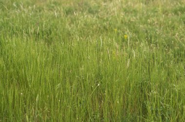 Yeşil alan dokusu, yan görüş. İlkbaharda sulu yeşil tarlalar. Çimenler kapanıyor. Yüksek kalite fotoğraf