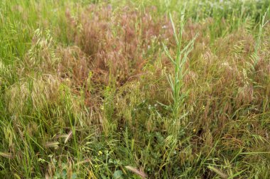 Uzun yeşil bir çim. Çayırlarla ve otlarla dolu bir manzara. Ön planda uzun otlar. Şehrin dışındaki kırsal yaşam. Tarım arazisi. Çayır bitkileri ve yabani otlar çayırlarda yetişir.