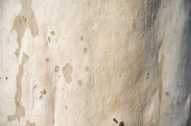 Düz, soluk kabuklu, doğal dokuları, ince oyukları ve soyut desenleri olan bir ağaç gövdesinin yakın çekimi. Organik yüzey en az renk değişimine sahip yumuşak taş ya da deriye benzer.