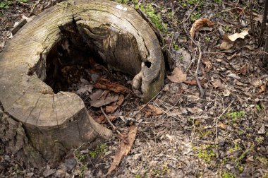 İçi boş gövdeli kesilmiş bir ağaç. Ormandaki hasta ağaç. Yüksek kalite fotoğraf