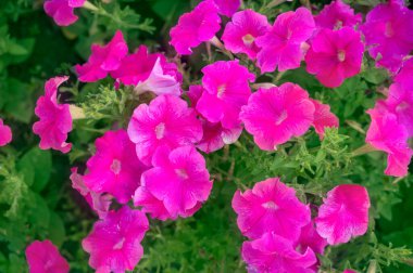 Parlak pembe çiçeklerin arka planı, petunya. Pembe çiçekler, yaprakların yeşil arka planında. Yakın plan, bulanık, yumuşak odaklı. Mesaj için yer var. Yukarıdan çiçek manzarası. Bir çiçeğe yakın çekim