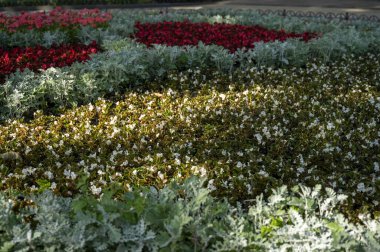 Çiçek bahçesine yakın çekim. Yüksek kalite fotoğraf