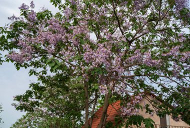 Mor Jacaranda çiçekleri mavi bulutlar içinde gökyüzünde, evin çatısında turuncu fayanslar görünüyor.