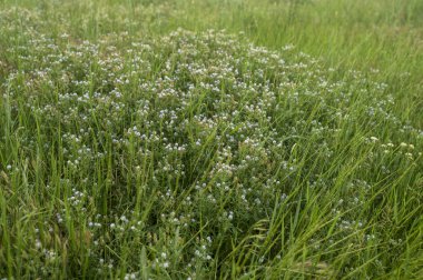 Çayırlarla ve otlarla dolu bir manzara. Yeşil ve mor arkaplan için çayırda mor çim çiçeği. Yüksek kalite fotoğraf