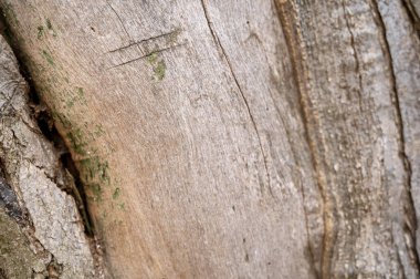 Eski ahşap doku. Ağaç gövdesinin dokusu, ağaç gövdesinin gerçekçi dokusu, gerçekçi, ve üzerinde çizikler, keskin bir nesneyle kesilmiş. Ağaç gövdesinde yeşil yosun yetişiyor..