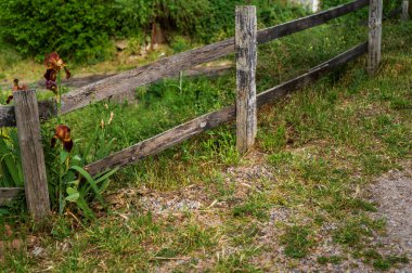 İrisler, arka planda çimen ve ağaçlarla kaplı ahşap bir çitin zengin turuncu rengidir. Tahta çitler ve çimenler. Kırsal cennet. Arka plandaki vintage ayarı yoğun yeşil çalılardır