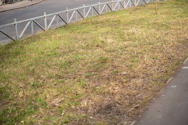 Çimenleri ve alçak çitleri olan çiçek tarhı. Şehrin yol kenarında sarı ve yeşil çimenler var. Şehirde kentsel çevre ve ekoloji kavramı.