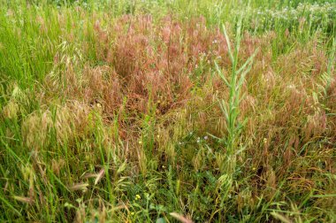 Ön planda uzun otlar. Uzun yeşil bir çim. Çayırlarla ve otlarla dolu bir manzara. - Evet. Şehrin dışındaki kırsal yaşam. Tarım arazisi. Çayır bitkileri ve yabani otlar çayırlarda yetişir.