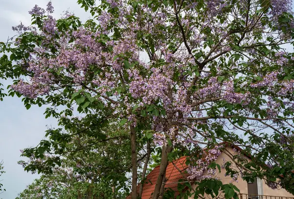 Mor Jacaranda çiçekleri mavi bulutlar içinde gökyüzünde, evin çatısında turuncu fayanslar görünüyor.