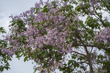 Mor Jacaranda çiçekleri mavi bulutlu bir gökyüzünde, sık sık çiçek açan bir ağacın tacı ve yeşil yapraklar. Yüksek kalite fotoğraf