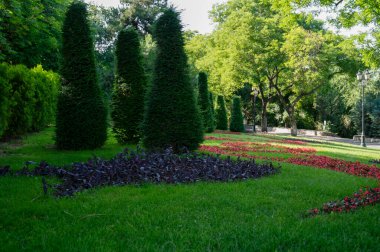 Park, çimen ve selvi ağaçları bir grupta yetişiyor. Resimli bir yaz manzarası İngiliz tarzında güzel bir bahçe yeşil budanmış çimenler, yaprak döken ağaçlar ve renkli bir çiçek tarhı.