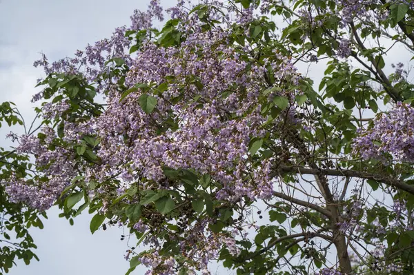 Mor Jacaranda çiçekleri mavi bulutlu bir gökyüzünde, sık sık çiçek açan bir ağacın tacı ve yeşil yapraklar. Yüksek kalite fotoğraf
