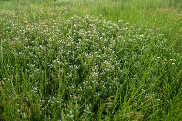 Yeşil ve mor arkaplan için çayırda mor çim çiçeği. Yüksek kalite fotoğraf