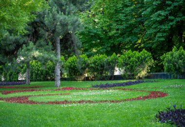 Parkta kırmızı çiçeklerle dolu bir çimenlik. Çimen, önde bir çam ağacı ve yemyeşil yapraklı uzun ağaçlarla çevrilidir. Yeşillik bir tarlanın ortasında bir ağaç..