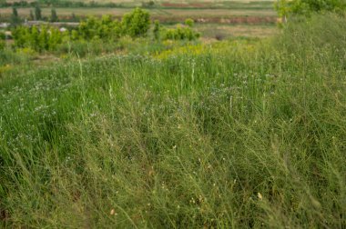 Çimen tarlasında bir işaret. Ön planda uzun otlar. Şehrin dışındaki kırsal yaşam. Tarım arazisi. Çayır bitkileri ve yabani otlar çayırda yetişir. Yüksek kalite fotoğraf