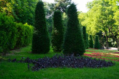 Bir grup halinde büyüyen parkın, çimlerin ve selvilerin resimli yaz manzarası. İngiliz tarzında güzel bir bahçe, yeşil çimenli, yaprak döken ağaçlar ve kırmızı çiçeklerle dolu renkli bir çiçek tarlası.