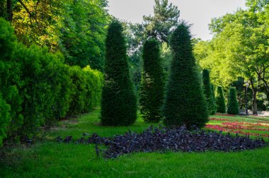 Uzun yeşil konik ağaçlar. Rengarenk çiçek tarlaları olan resim gibi bir bahçe ve çimenlik. İngiliz tarzında yeşil kesilmiş çimenli güzel bir manzara bahçesi. Güneşli bir günde halka açık bir park