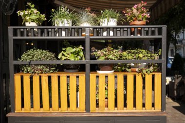 Kentsel alanda seramik kaplarda kapalı bitkiler. Güneşli bir günde iç mekan bitkileriyle dekoratif askı. Bir şehir kafesinin dekorasyonu.