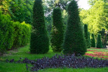 Bir grup ve bir sıra yüksek yeşil koni ağacı. Resimli manzara bahçesi ve parlak çiçek tarlaları olan çimenler..