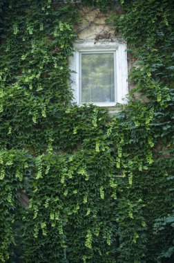 Yeşil Bitkiler Kapalı ve Bir Pencere Çerçevesi. Yüksek kalite fotoğraf