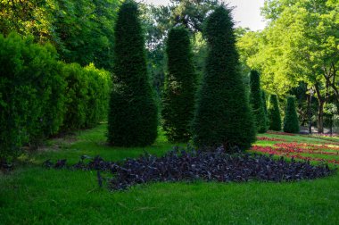 Uzun yeşil konik ağaçlar. Resmedilmeye değer manzara bahçesi ve renkli çiçek yataklarıyla çimenlik yeşil çimleri olan İngiliz tarzında güzel bir manzara bahçesi.