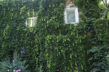 Beyaz ahşap pencere çerçevesini kaplayan yeşil bitkiler. Yeşil sarmaşık tırmanma tesisleri pencerelerin etrafındaki bir apartmanın duvarını kaplıyor.. 