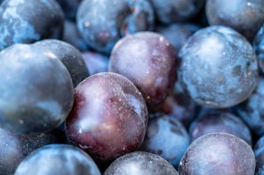 Bitkisel güzelliklerini gösteren, doğal polenle tozlanmış olgun eriklerin detaylı bir görüntüsü. Meyveler yuvarlak ve dolgun, yumuşak, kadife gibi bir dokusu var. Bir meyvenin yakın çekimi.