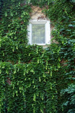 Kalın yeşil sarmaşık sarmaşıkları ve yumuşak bulutlar altındaki iki pencereyle kaplı köy evi, doğal ve gür bir atmosfer yaratıyor. Yüksek kalite fotoğraf. Yüksek kalite fotoğraf